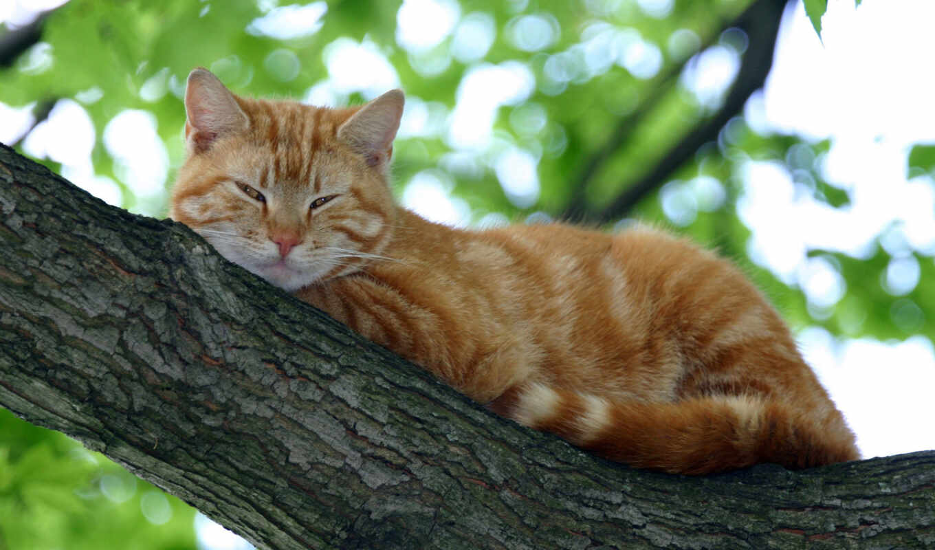 red, tree, cat, sleep