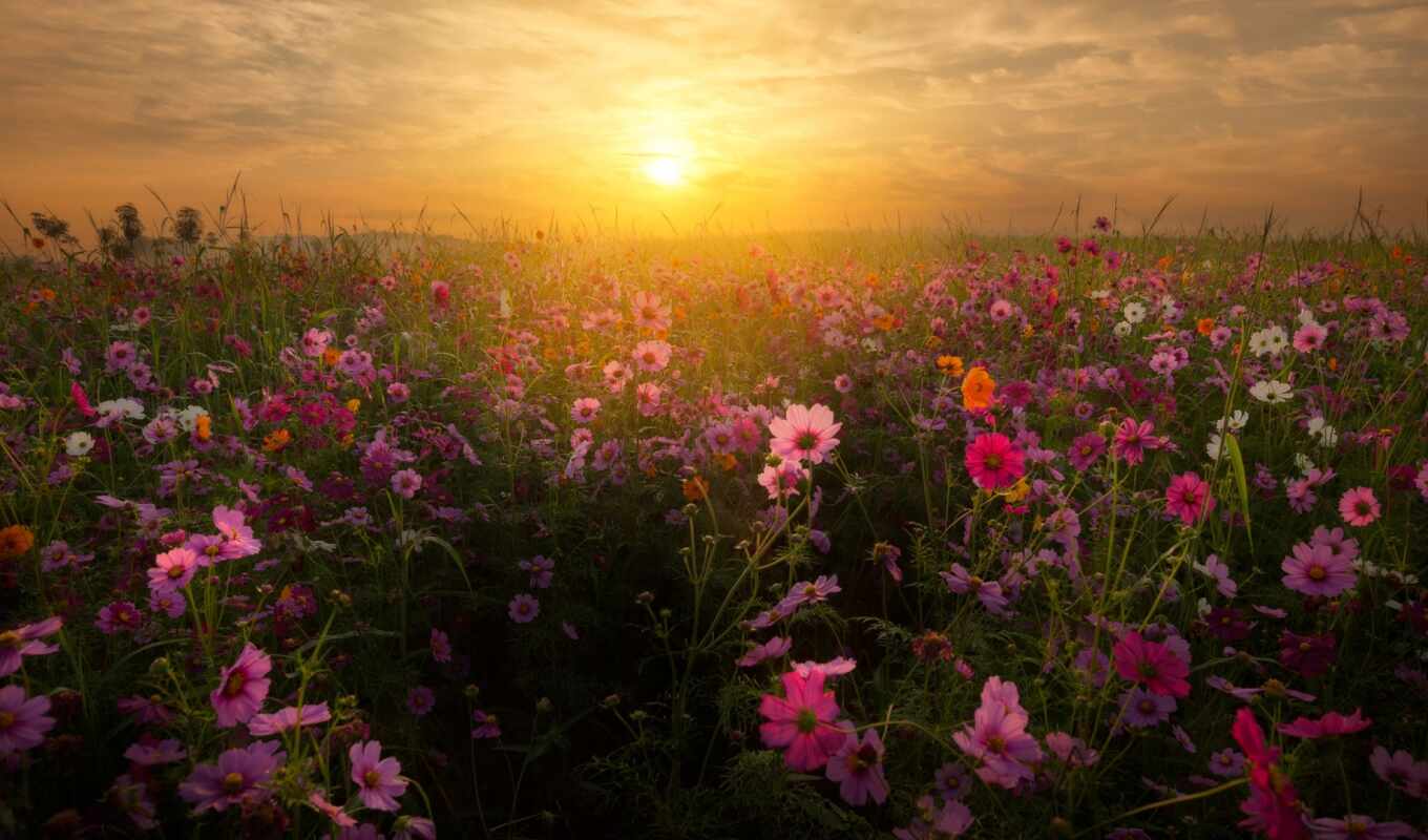 flowers, sunset, field
