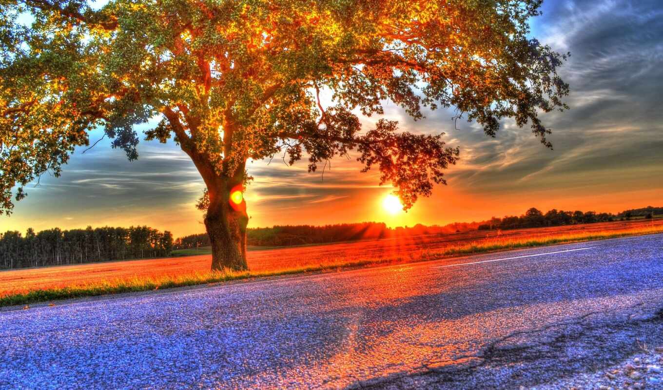 небо, дерево, закат, осень, pantalla, красивый