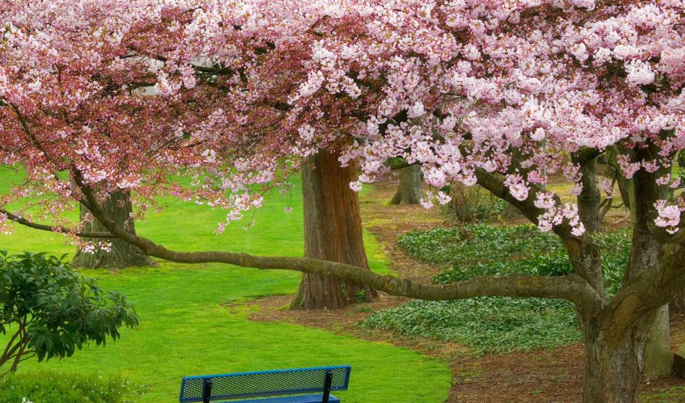 nature, flowers, tree, petals, cherry, spring, park, bench