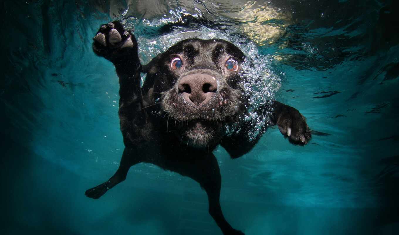 ipad, black, water, under, dog, with water, swimming, zhivotnye