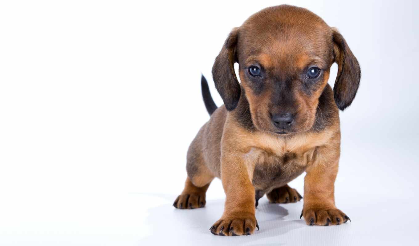 fone, white, dog, puppy, dogs, pupils, baby, different, dachshund