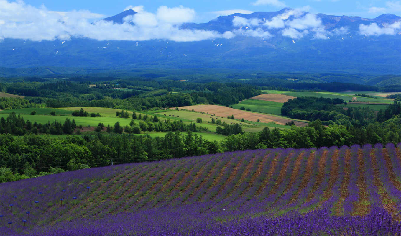 nature, high, dee, free, field, landscape, definition, lavender