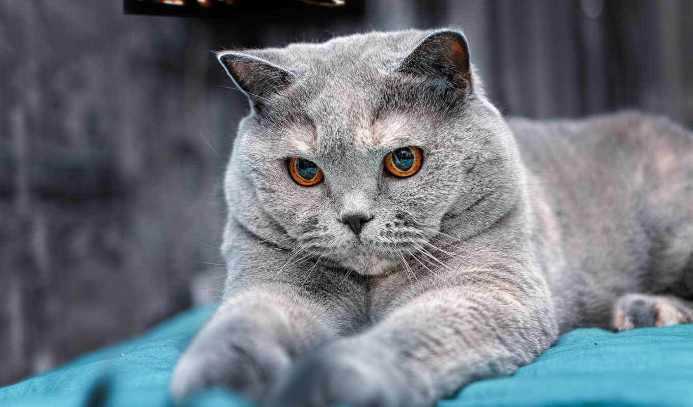 gray, cat, image, british, shorthair, royal, ned, Sweden