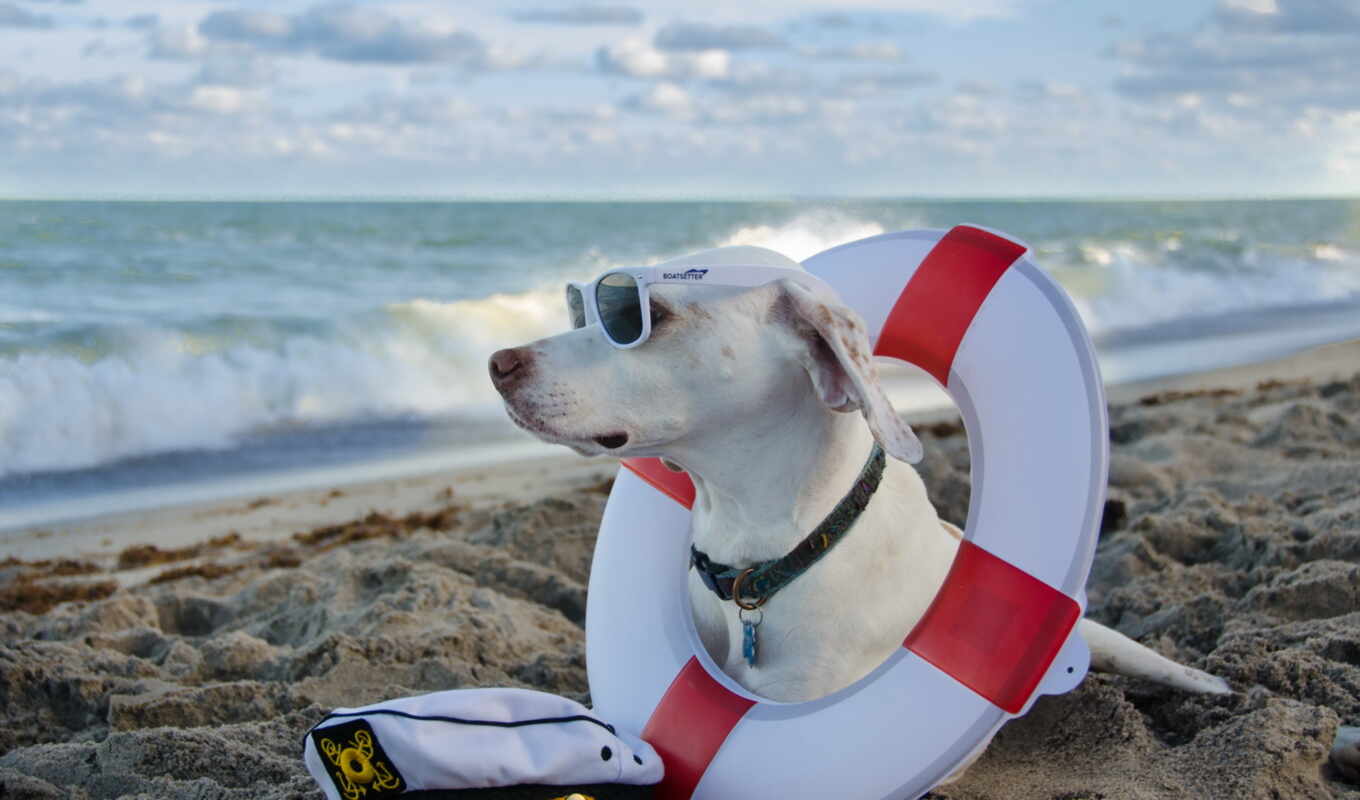 пляж, кот, море, песок, собака, animal, retriever, point, запорожье