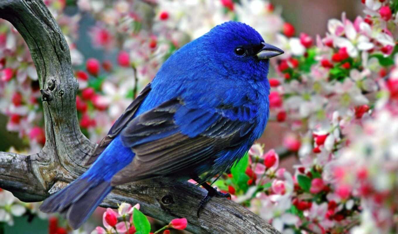 blue, bird