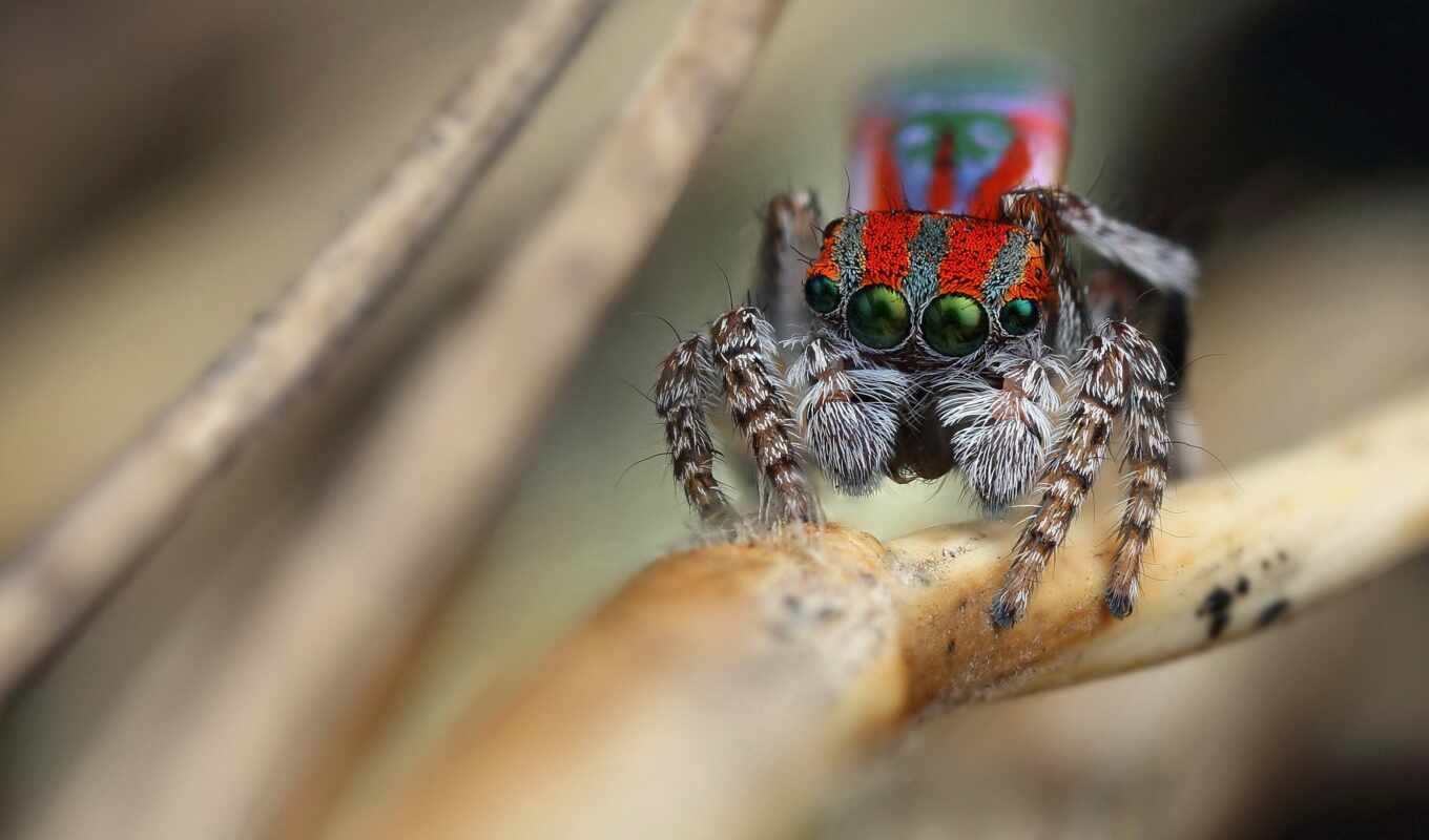 spider, jumper, wikipedia