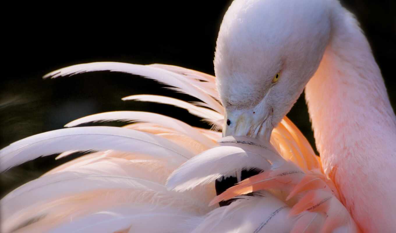 flamingo, pink, birds, feathers, bird, clean, cranberry