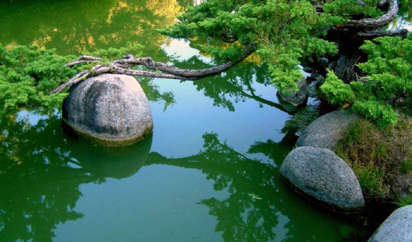 tree, water, stones, pond, branches