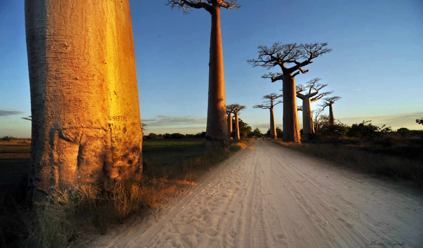 дома, дерево, life, тренировочный, baobab