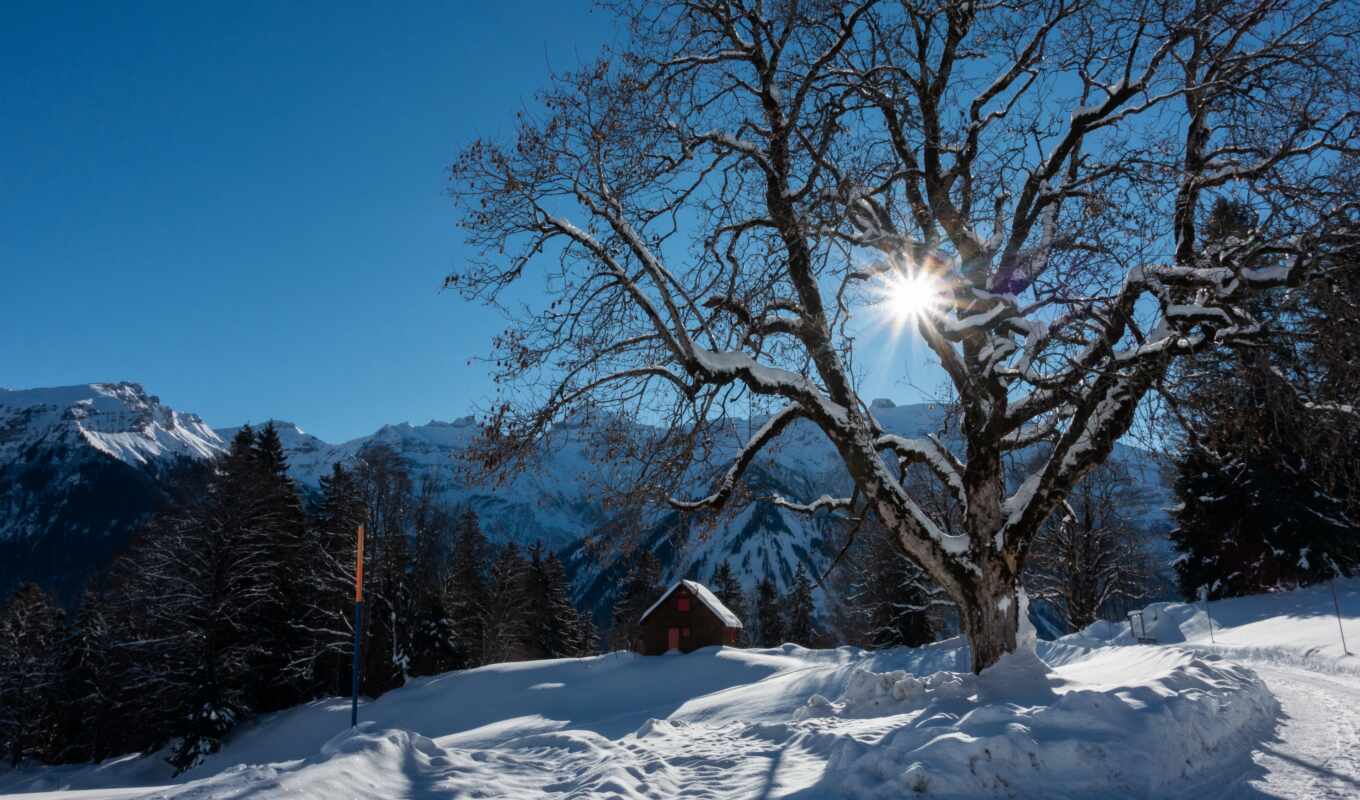 nature, tree, snow, winter, mountain, swiss, Switzerland, luchit, braunwald
