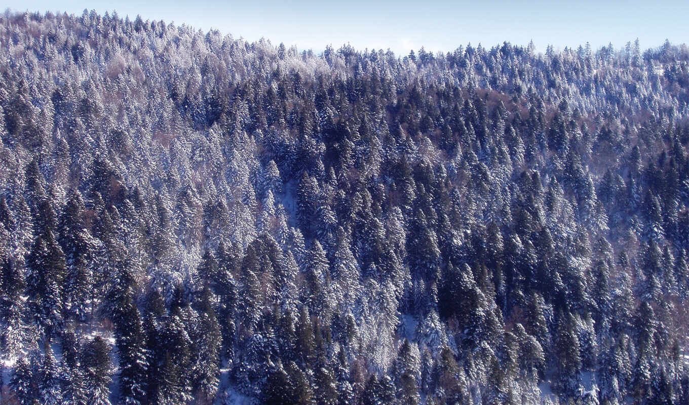 природа, дерево, new, снег, winter, гора, год