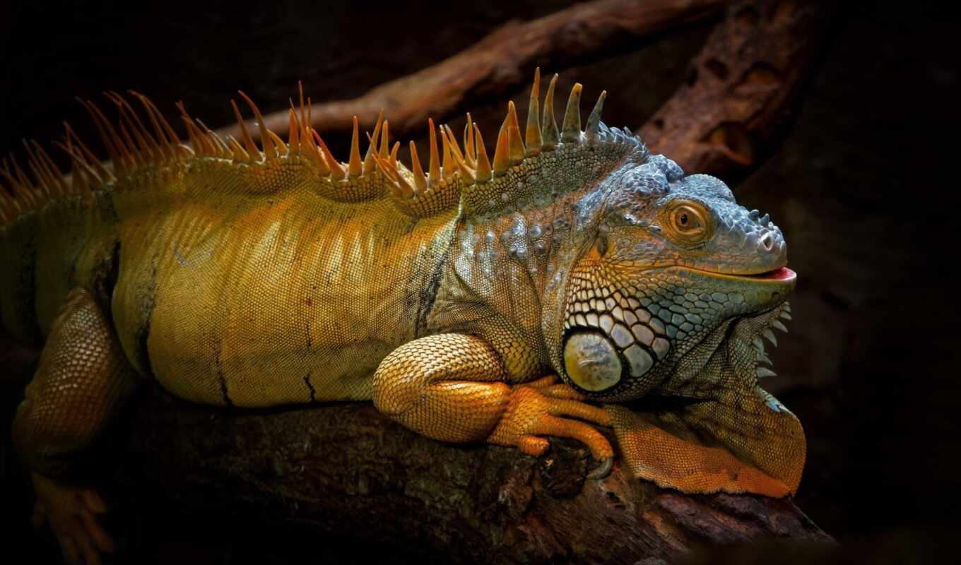 природа, iguana