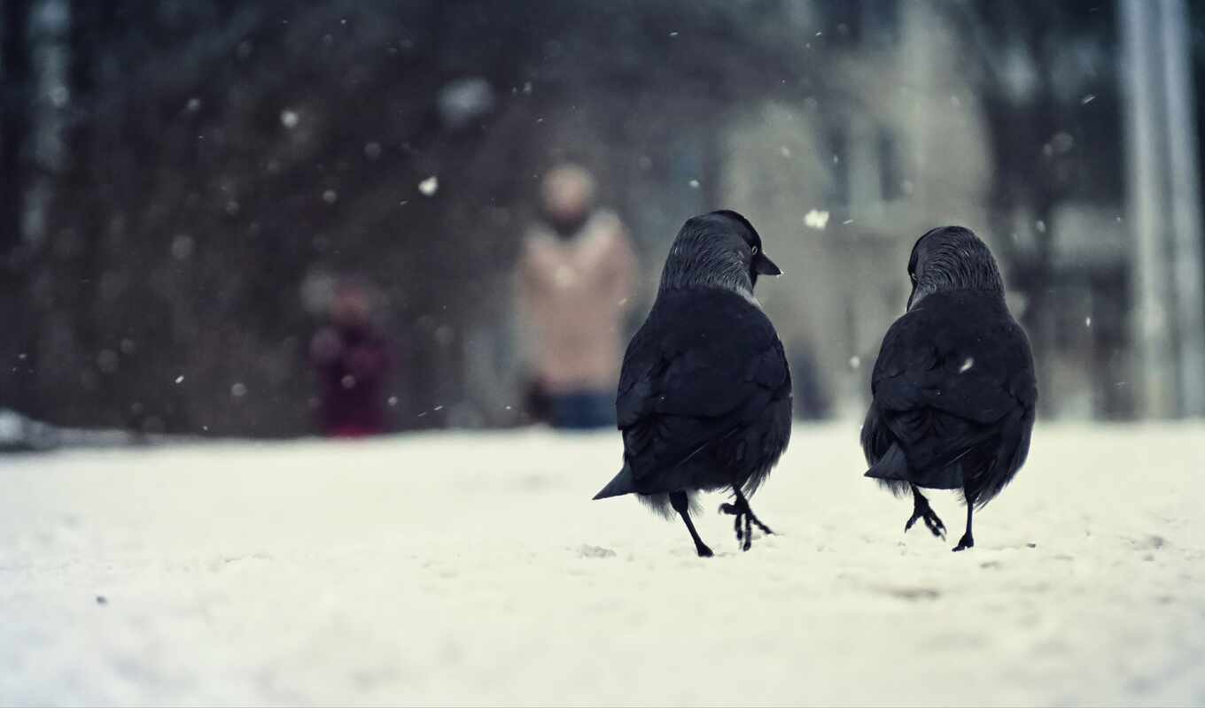 снег, winter, птица, animal, два, ворона