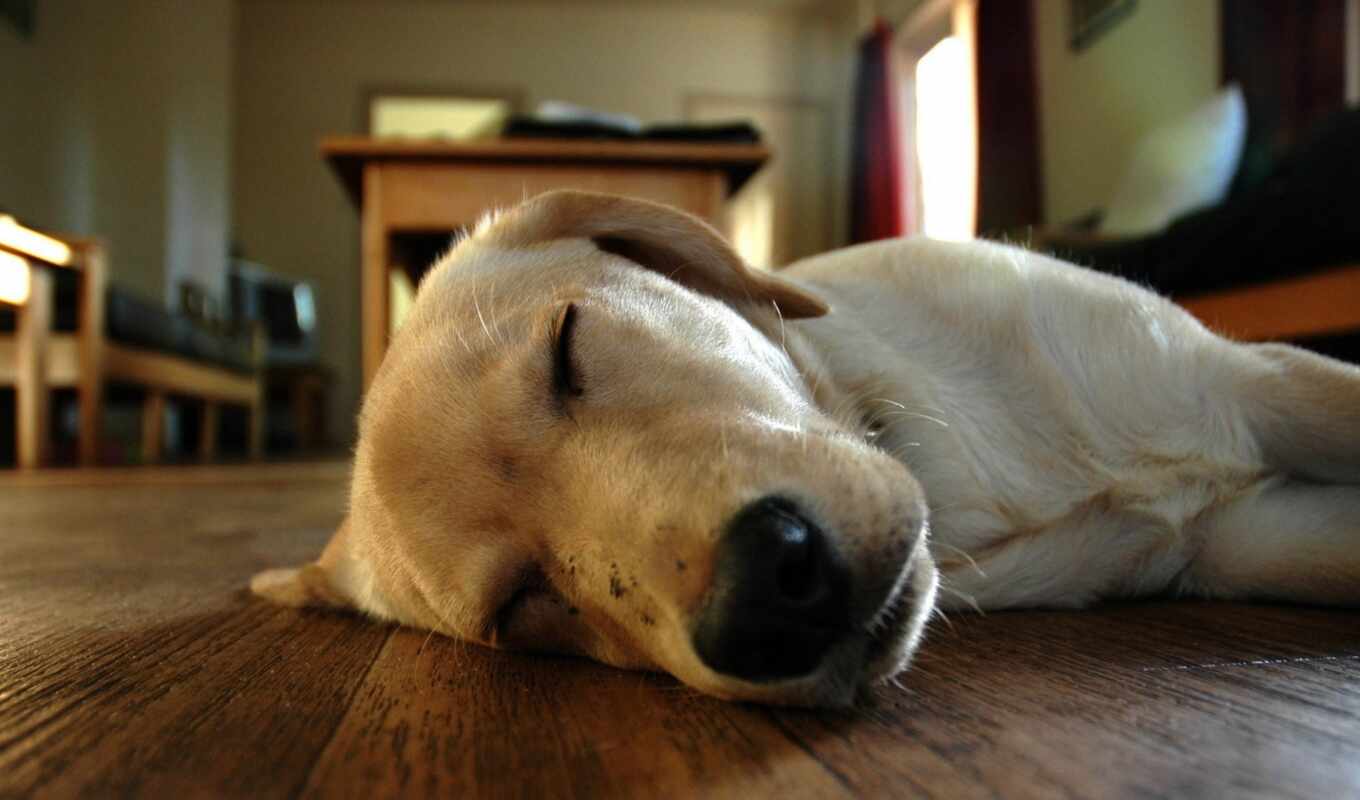 поле, собака, labrador, спать, animal, retriever, depth