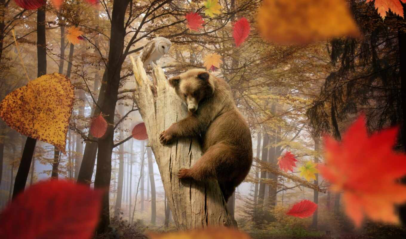 лес, сова, осень, листва, медведь, trees, zhivotnye, грибы, листопад
