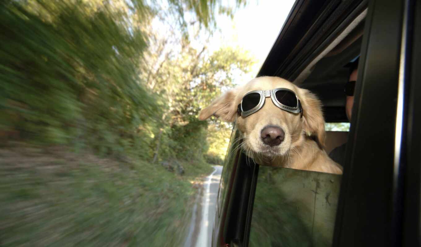 you, окно, собака, очках, смотрит, автомобиля, zhivotnye, собаку, окна