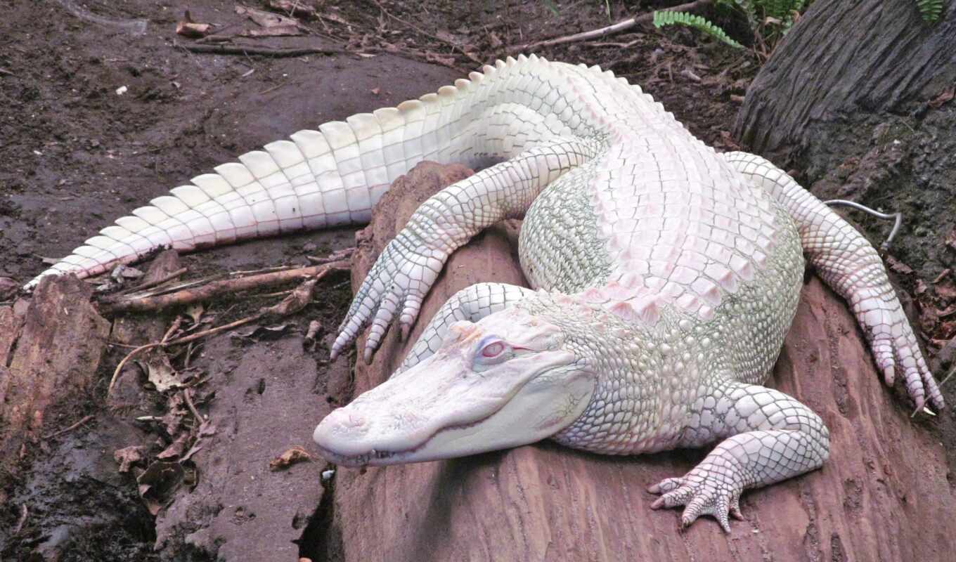 white, crocodile, albino