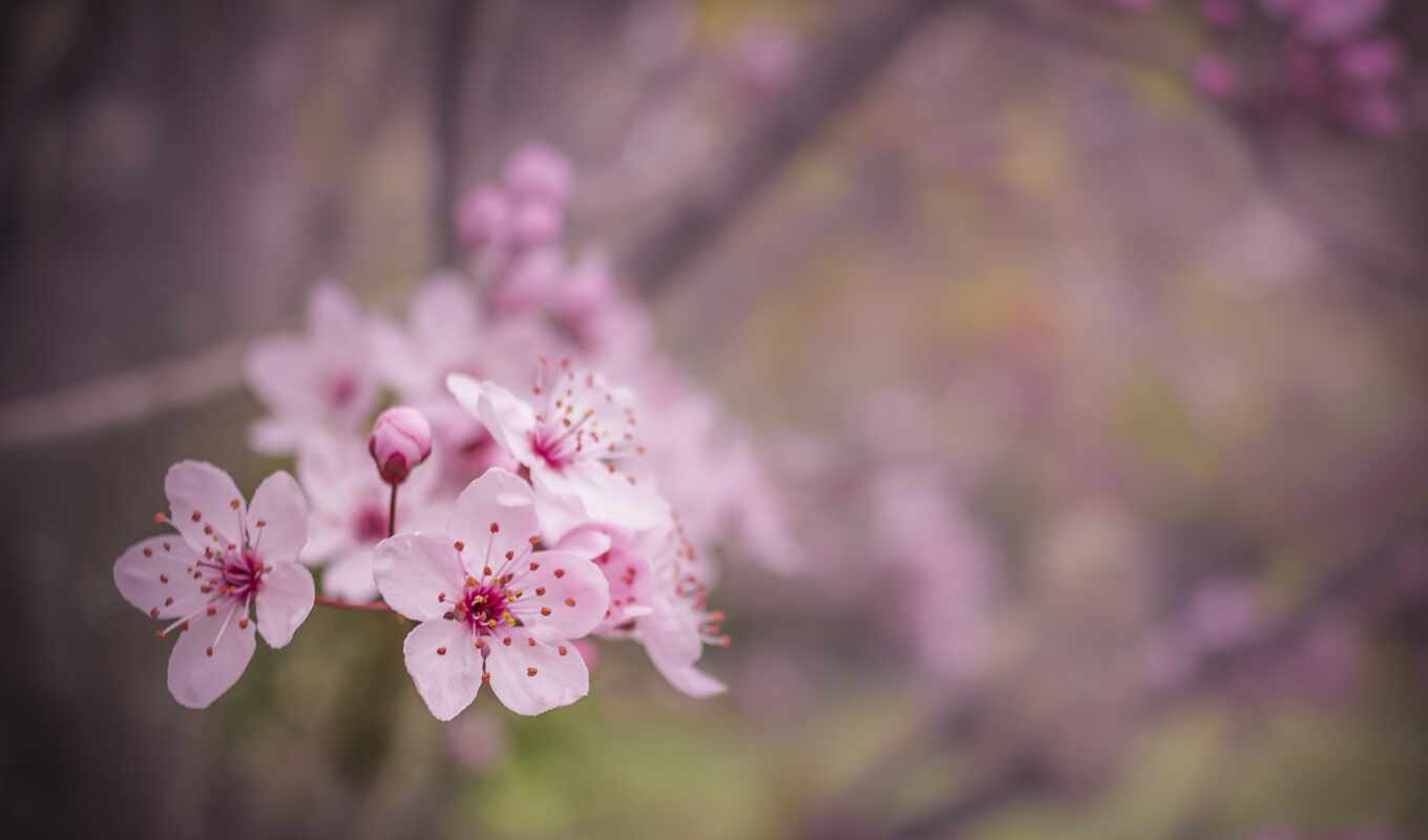 flowers, russian, message, cherry, pink, branch, spring, blossom, girly, reverso