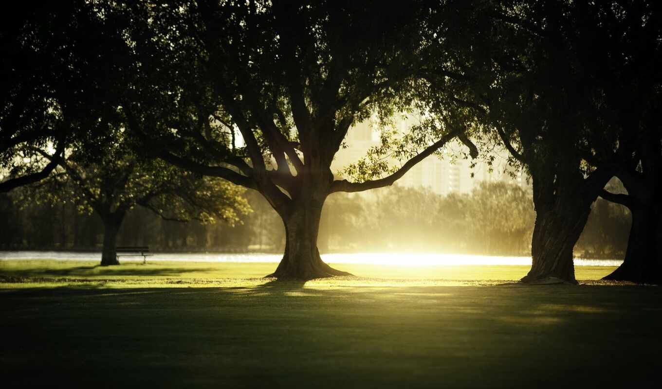 природа, свет, дерево, закат, shadow, park, warm