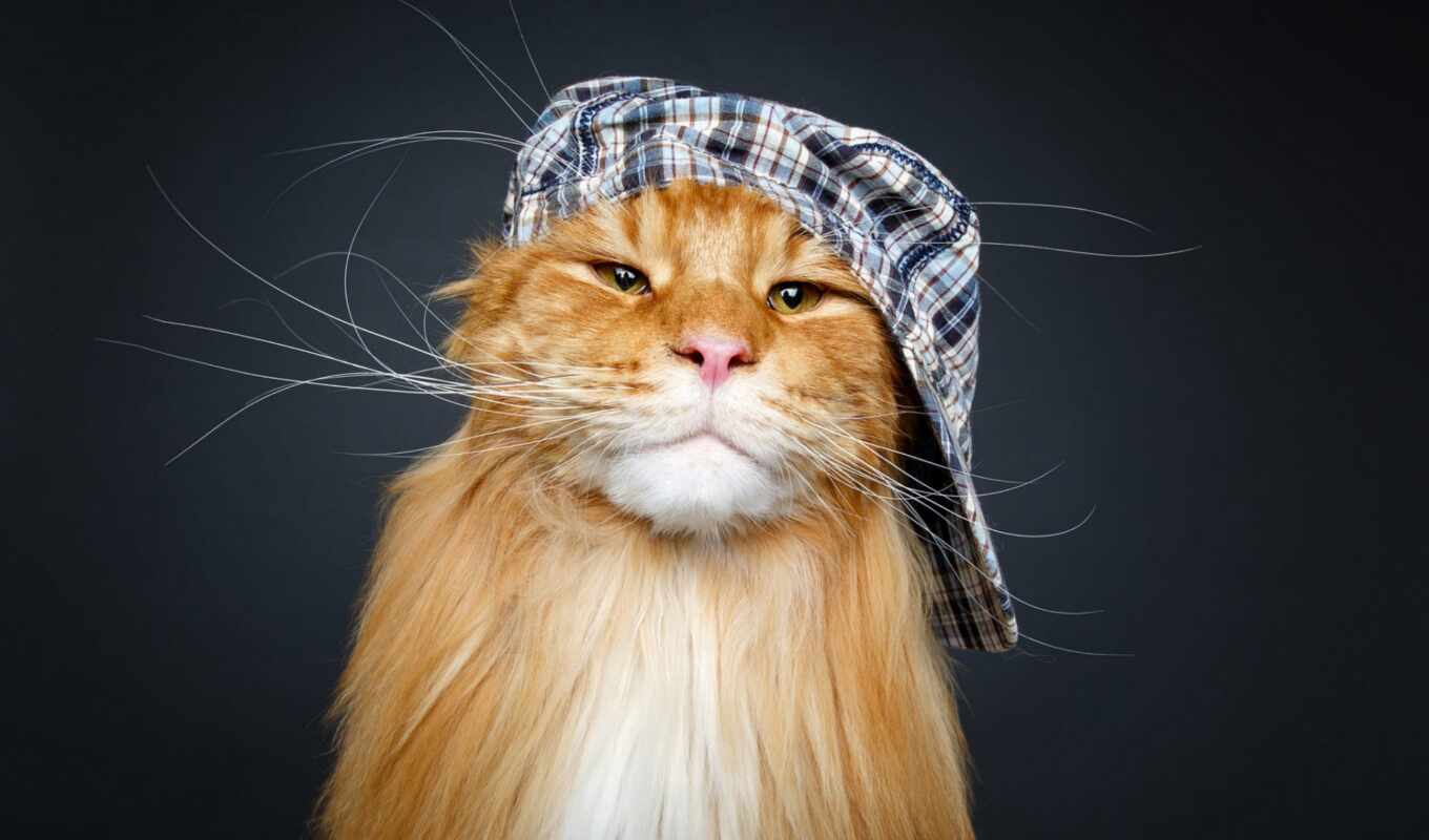 шляпа, кот