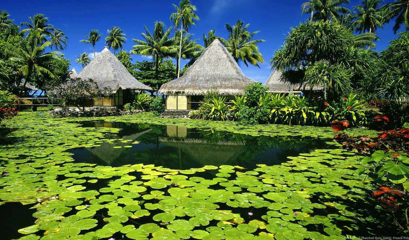 mobile, background, beach, tablet, exotic, island, resort, hut, paradise, tahiti, explore