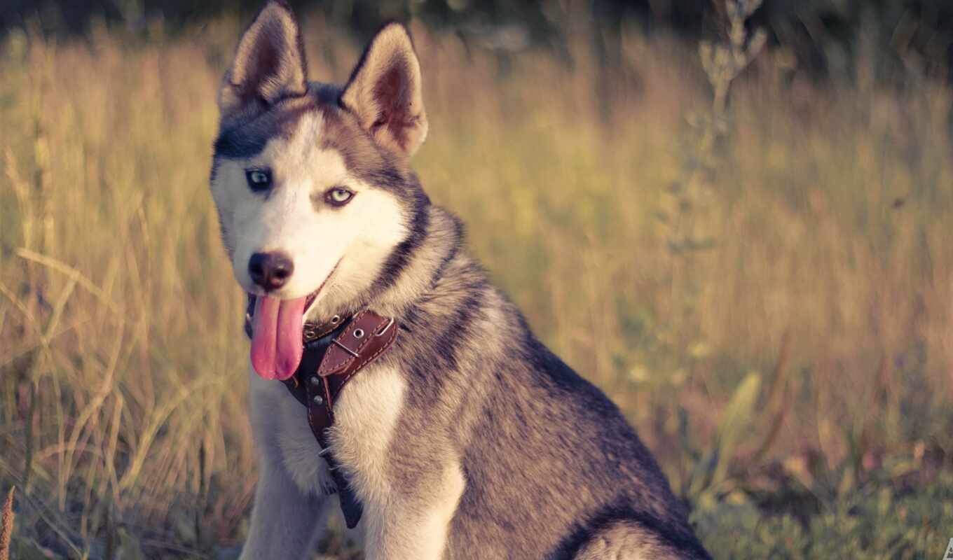 dog, puppy, husky, animal, siberian