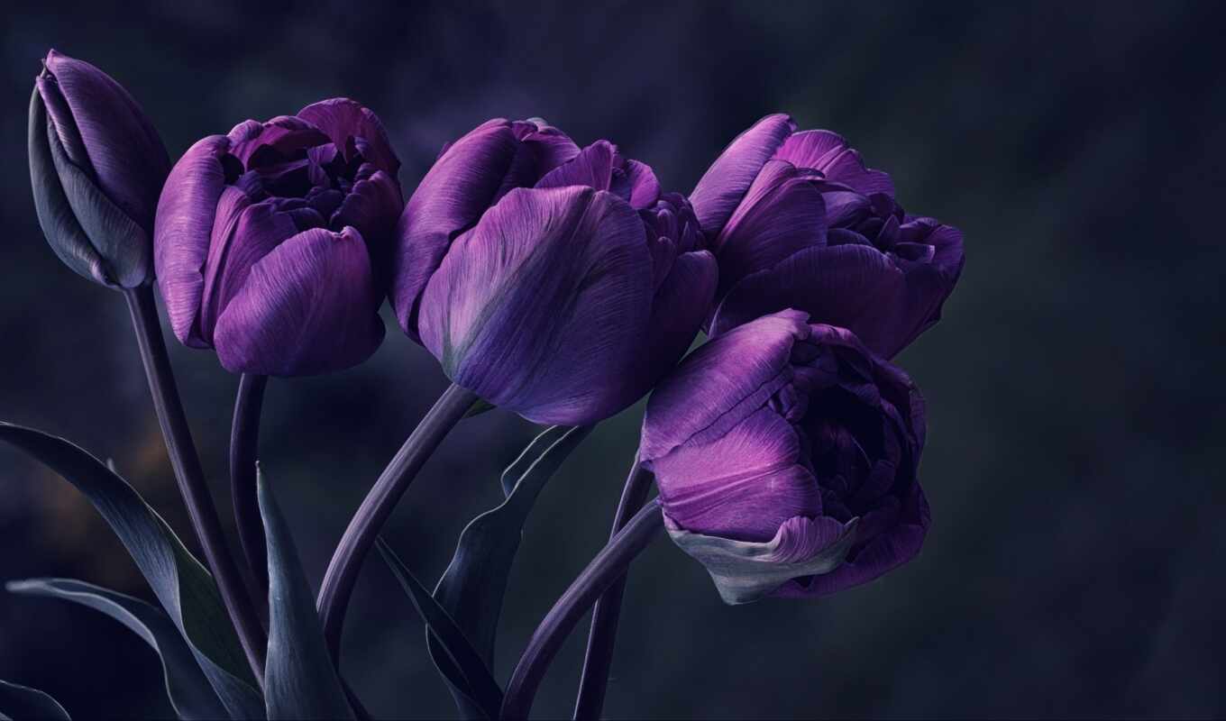 flowers, purple, tulip