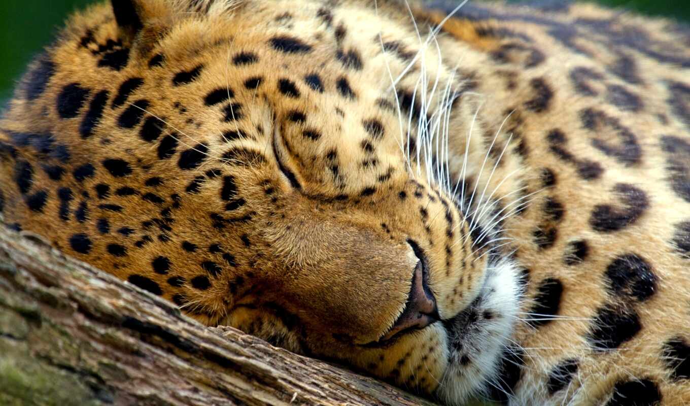 картинку, картинка, дерево, животные, leopard, спит, сон