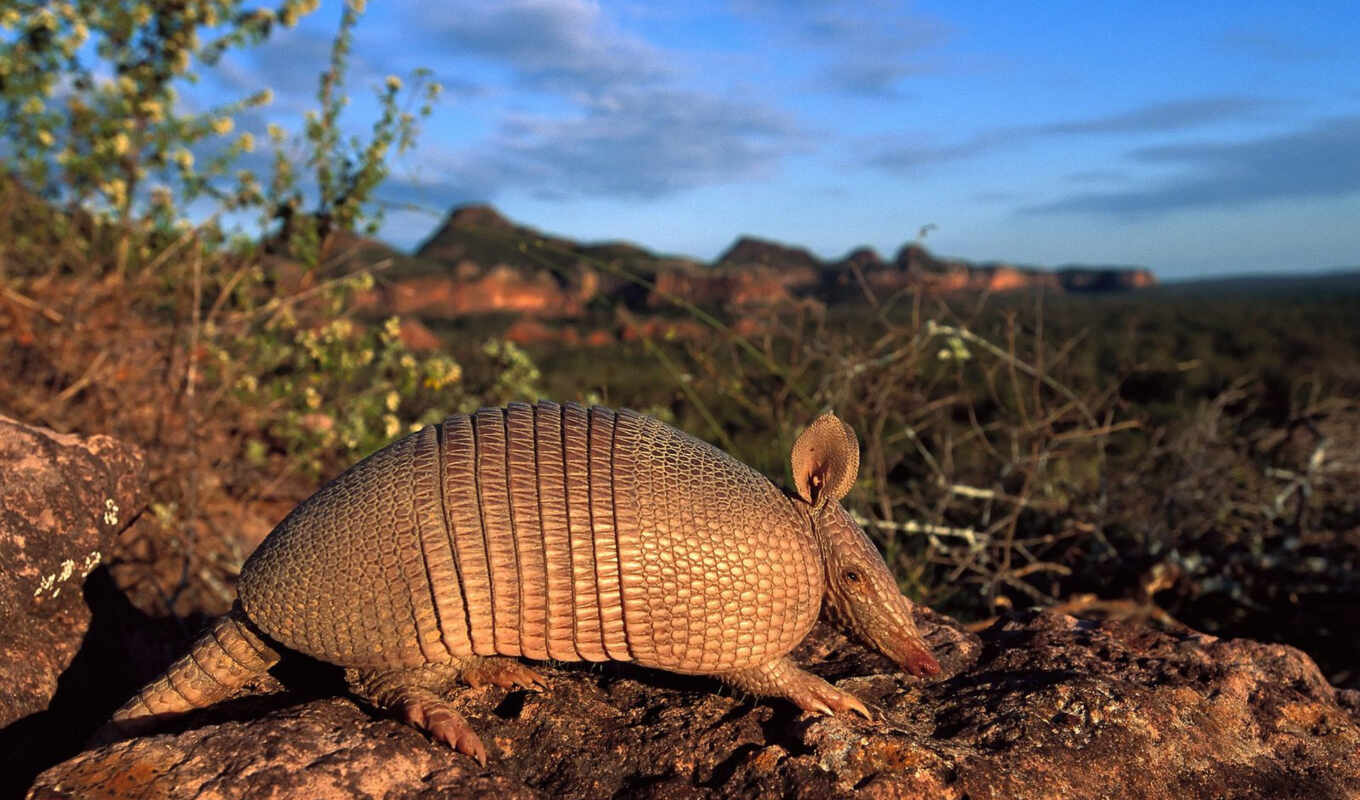 nature, large format, their, pinterest, america, america, south, armadillo, armoured personnel