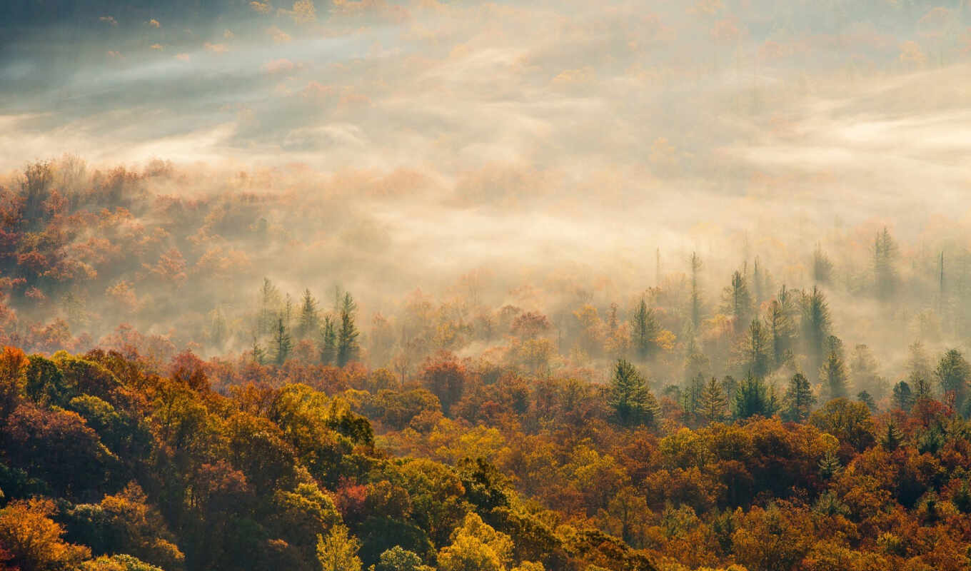 природа, iphone, лес, осень, утро, туман