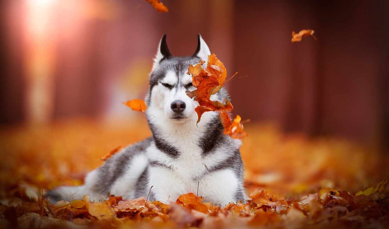 лист, собака, осень, animal, siberian, хаска