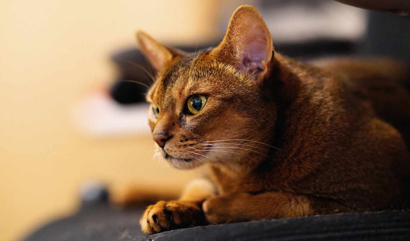 photo, view, comment, cat, usage, flickriver, rate, interest, culture, abyssinian