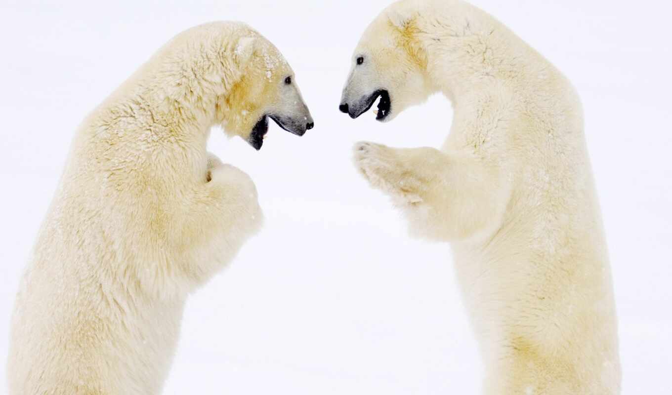 panda, bear, polar, hour, baie, bear, im genes, allwallps, pulsometr