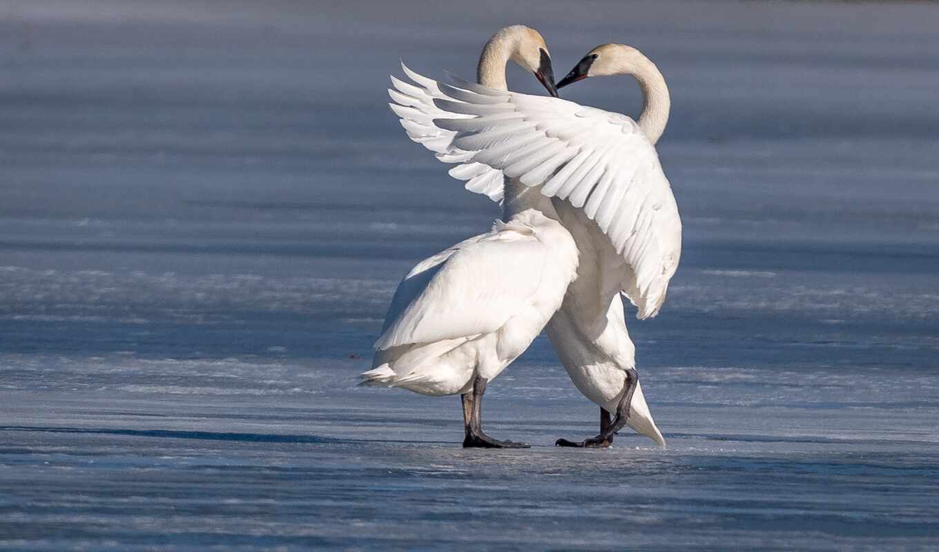 bird, swan
