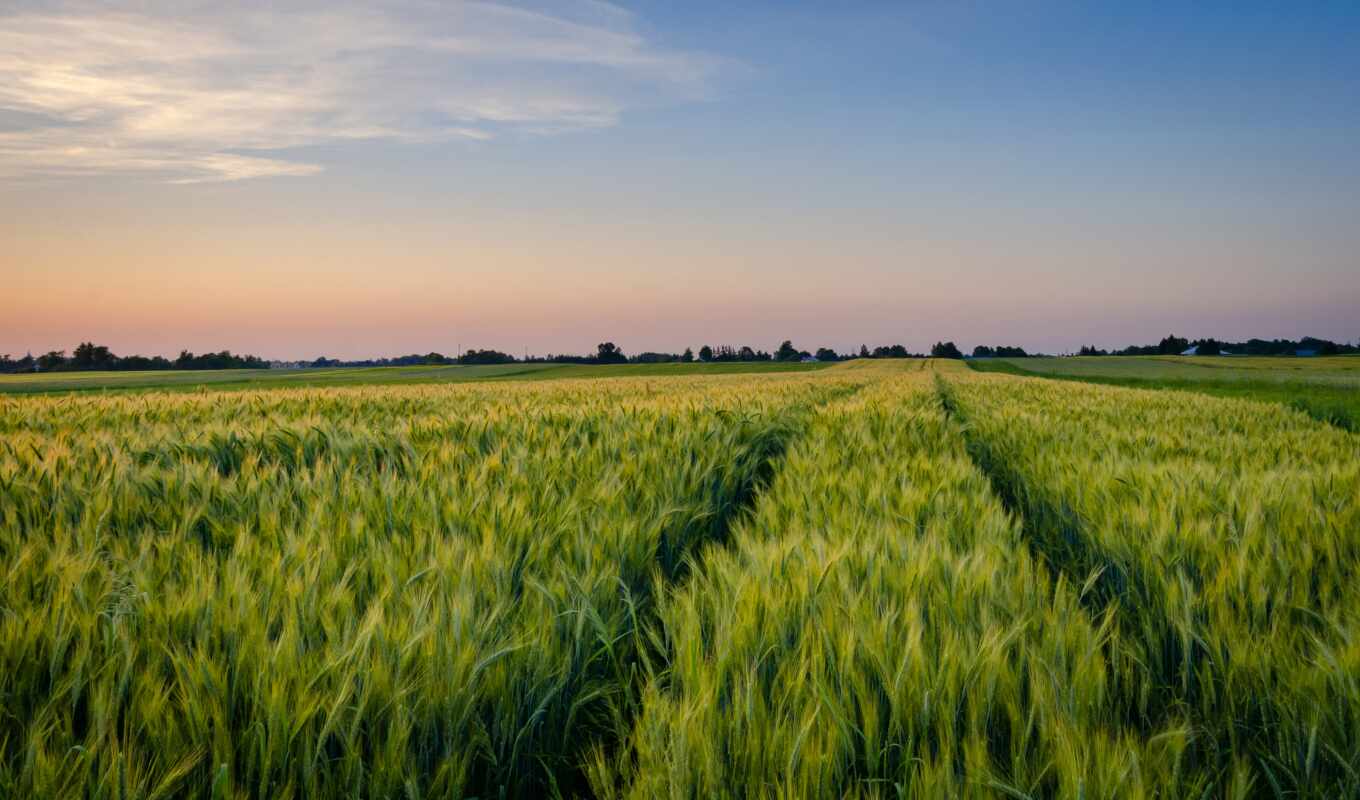 природа, небо, поле, пшеница