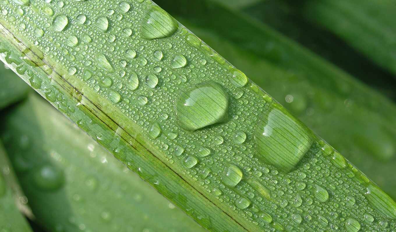 drop, картинка, дождь, зелёный, трава, water, найти, роса, leaf, тыс
