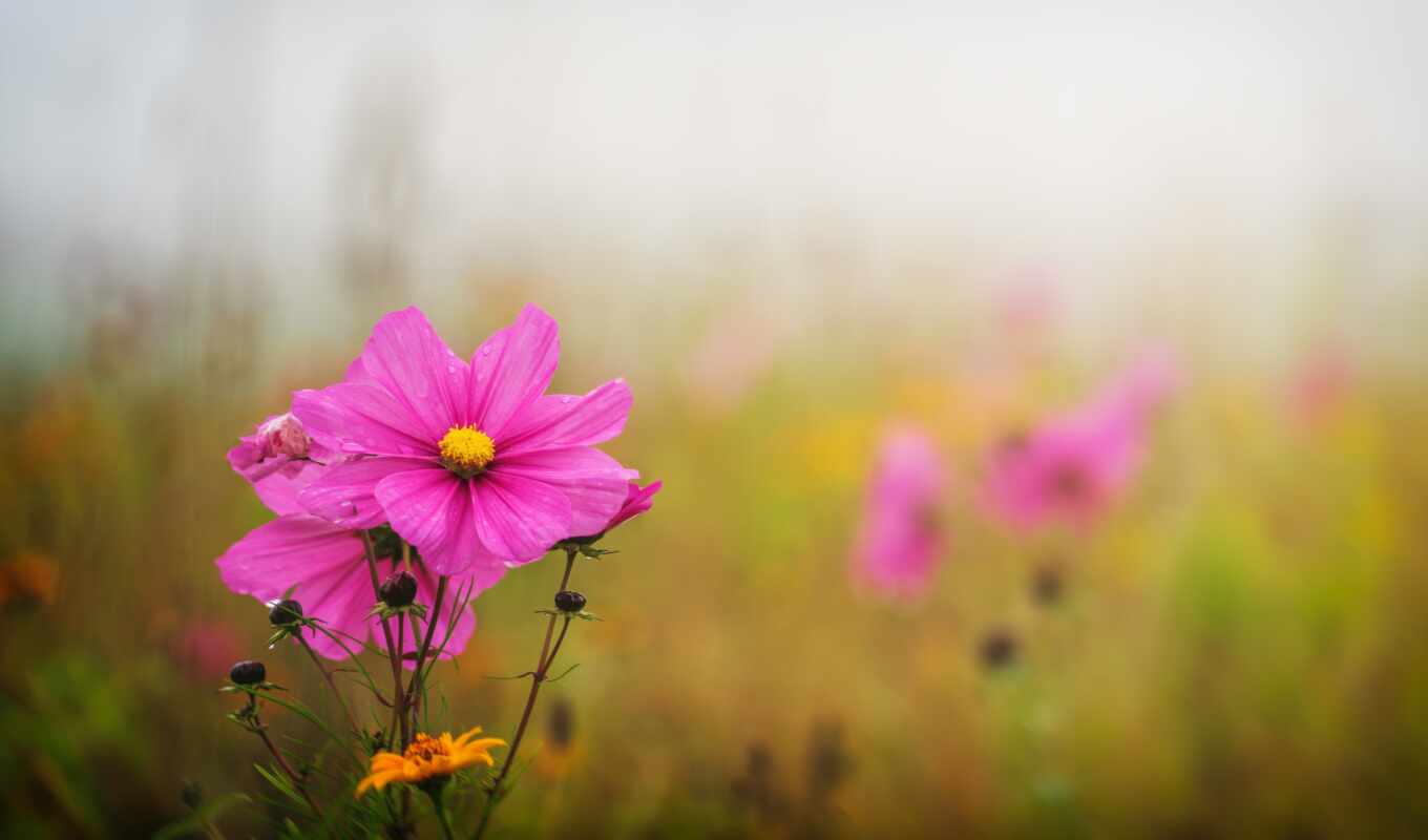 цветы, поле, розовый, besplatnooboi, dovido
