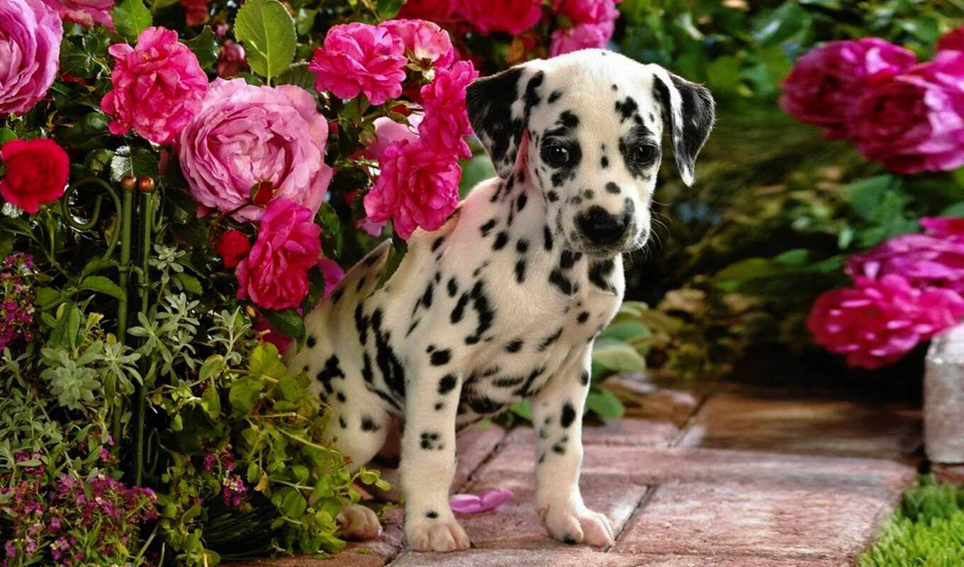 цветы, собака, щенок, animal, dalmatian