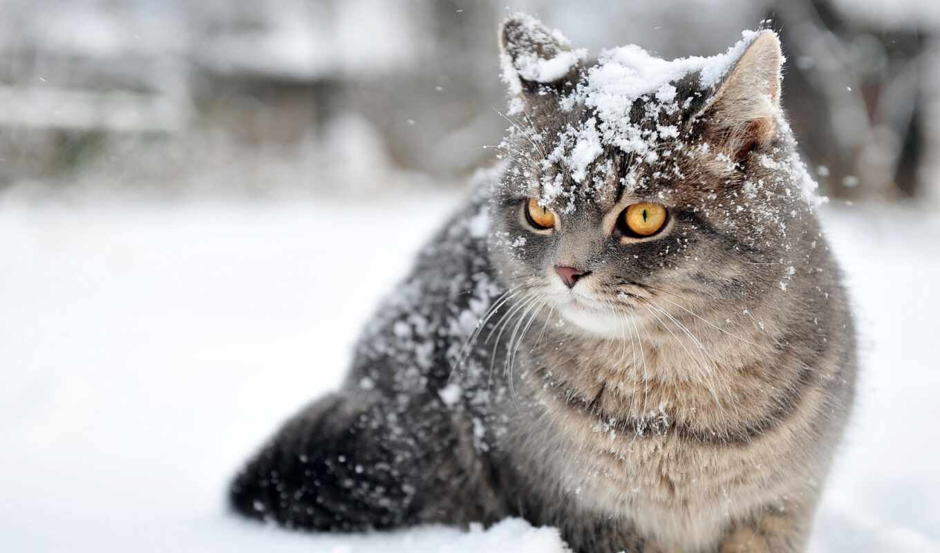 снег, winter, кот, всем