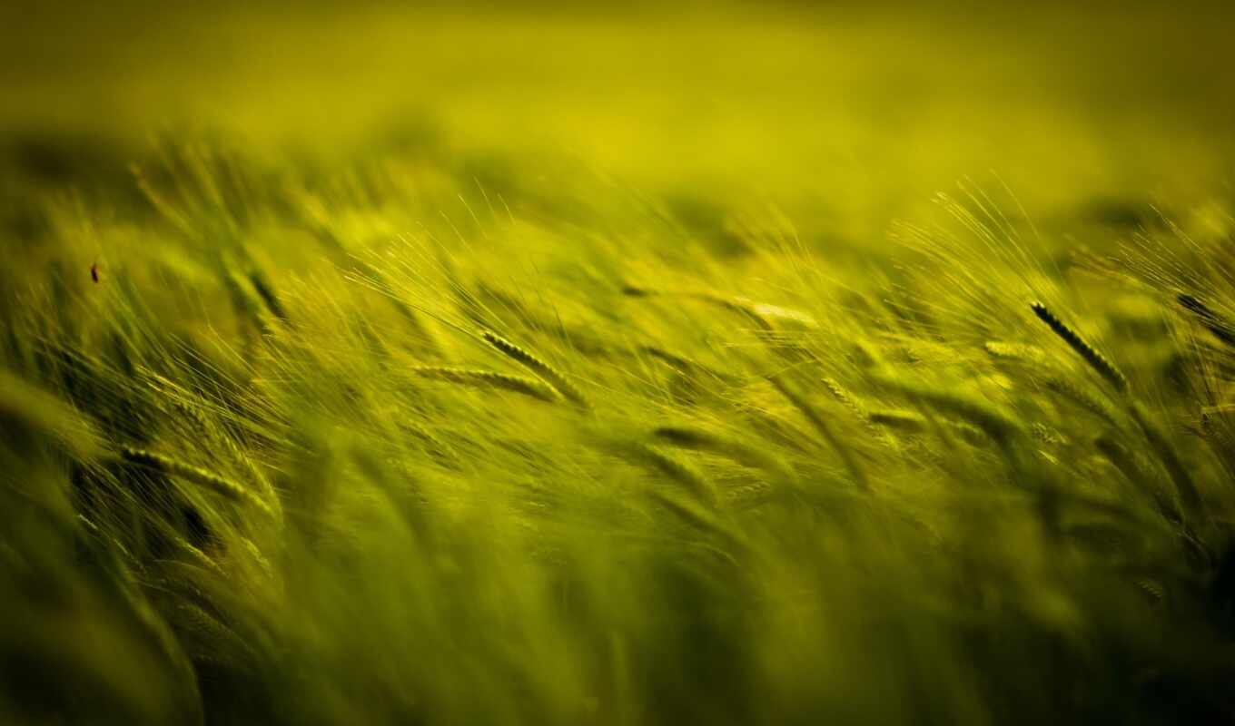 background, green, grass, field, earrings, day, green, spikelet, weed, wheat, makryi