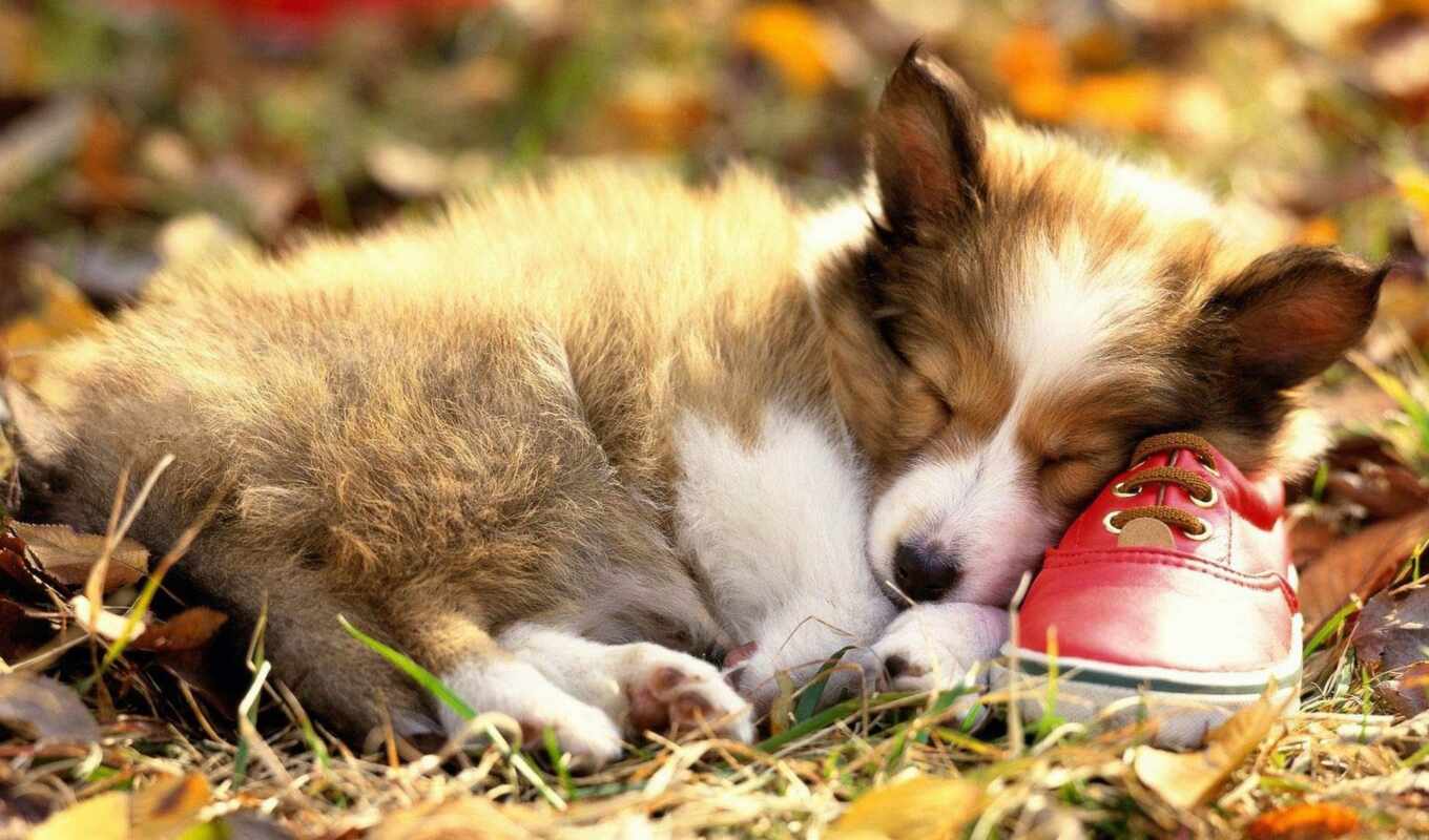 dog, puppy, sleep, corgi, shirokoformatnyi, velsha