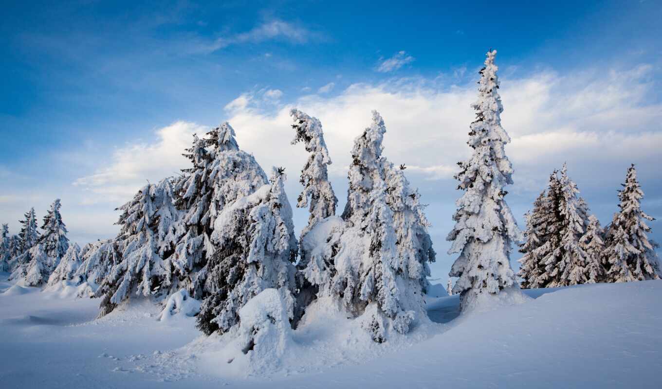 снег, winter, норвегия, wallbox, norwegian, елка