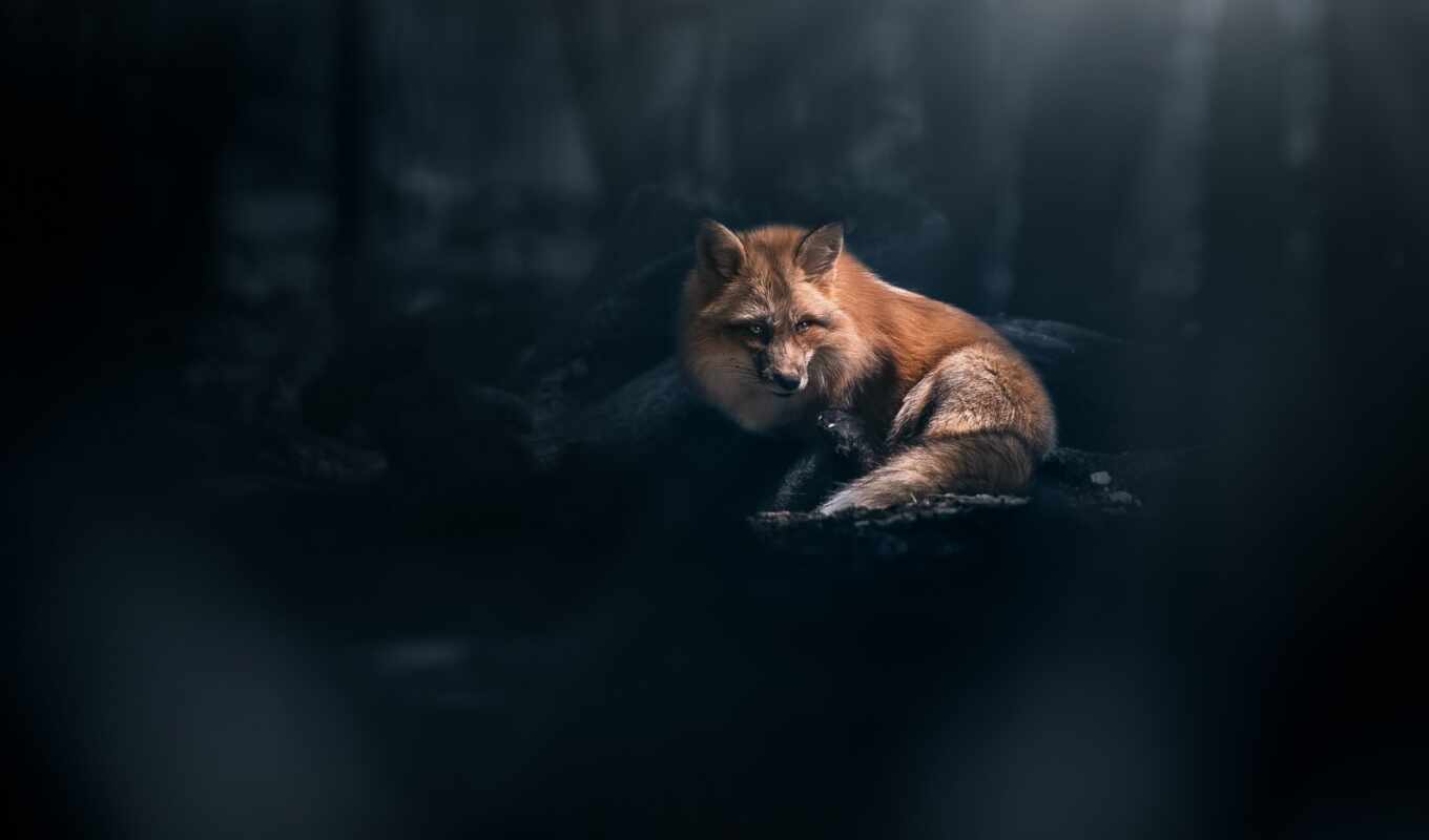 fox, dark