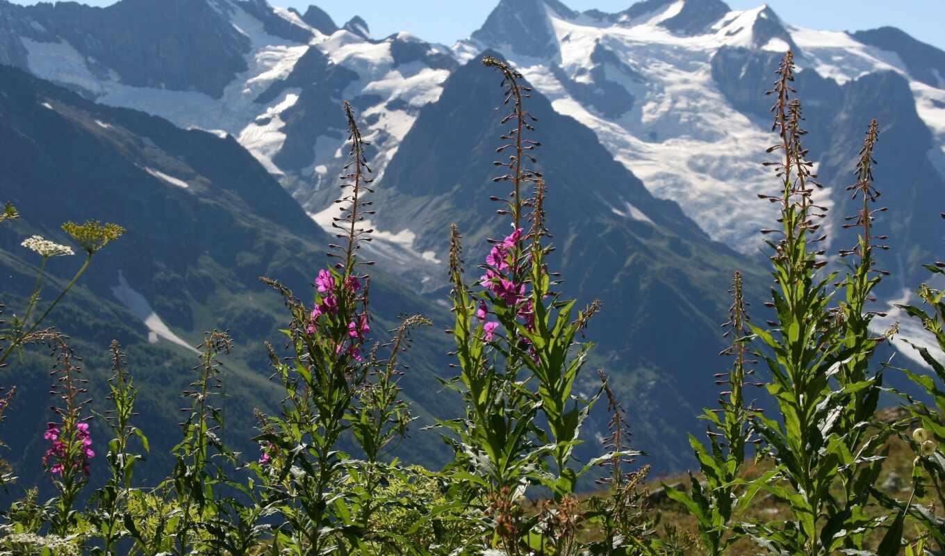 flowers, mountain
