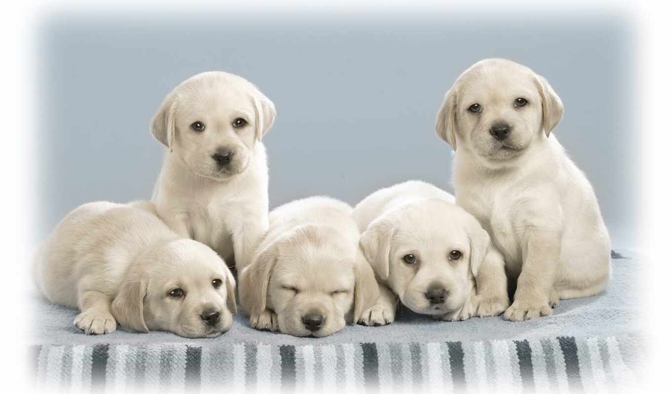 desktop, cute, щенок, щенки, zhivotnye, hund, welpen