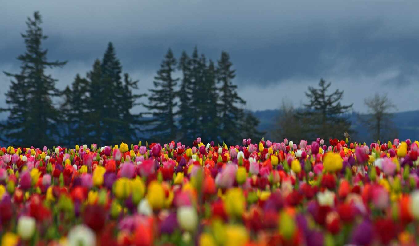 facebook, поле, met, achtergronden, tulpen, lente, bureaublad