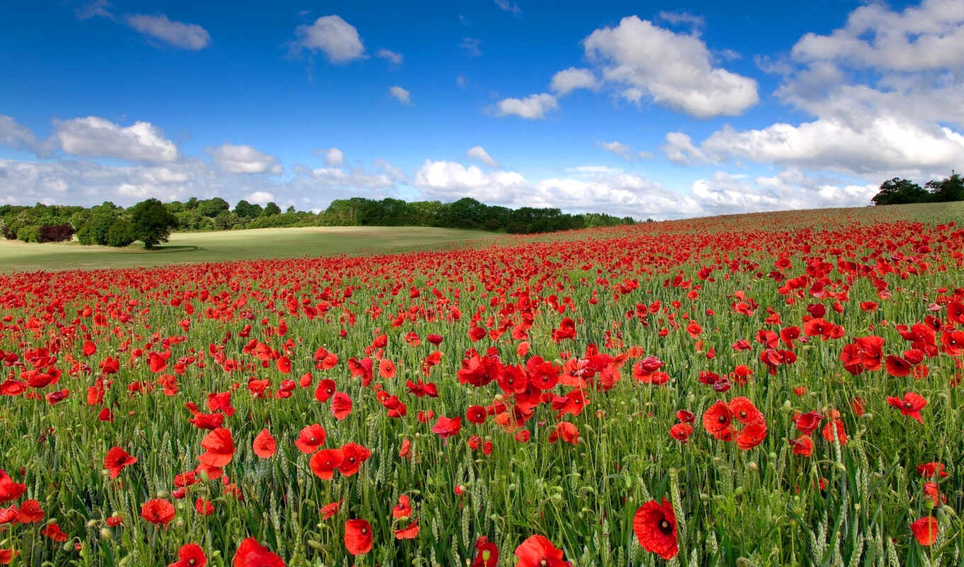nature, sky, Red, field, landscape, cvety, cloud, poppies