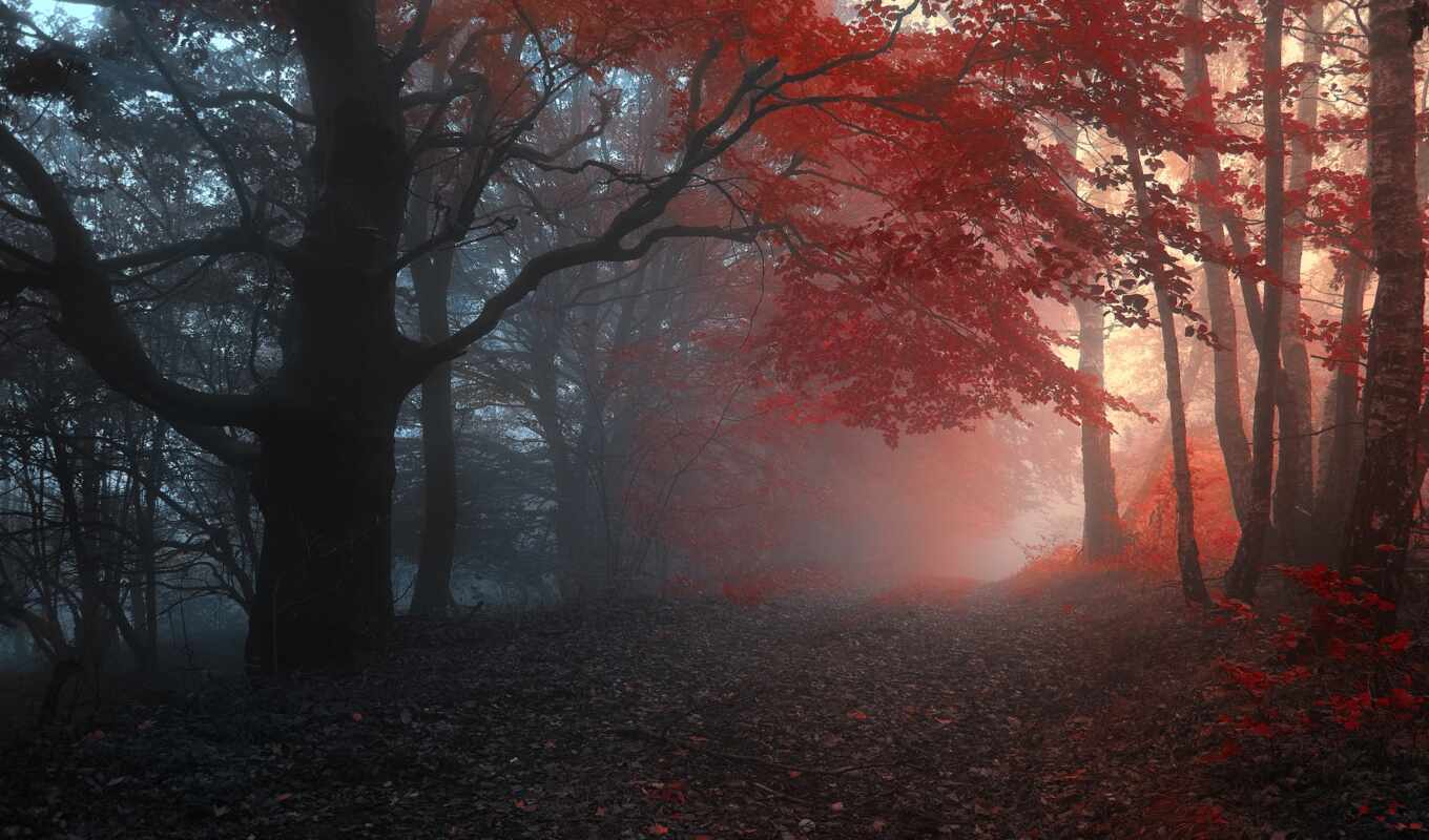 лес, дорога, осень, листва, trees, туман