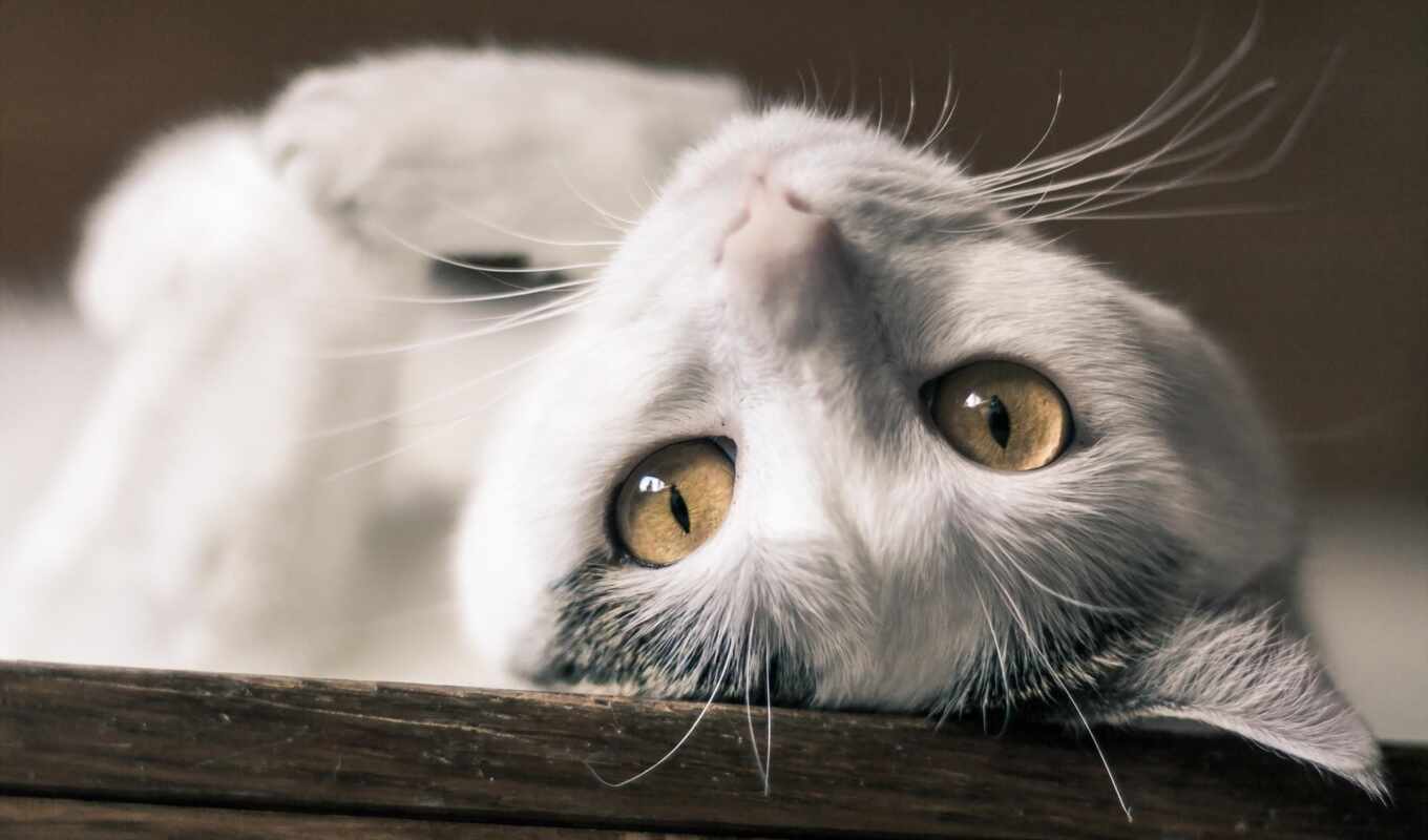 фото, mobile, white, resolution, кот, cute, качество, май, содержать, animal